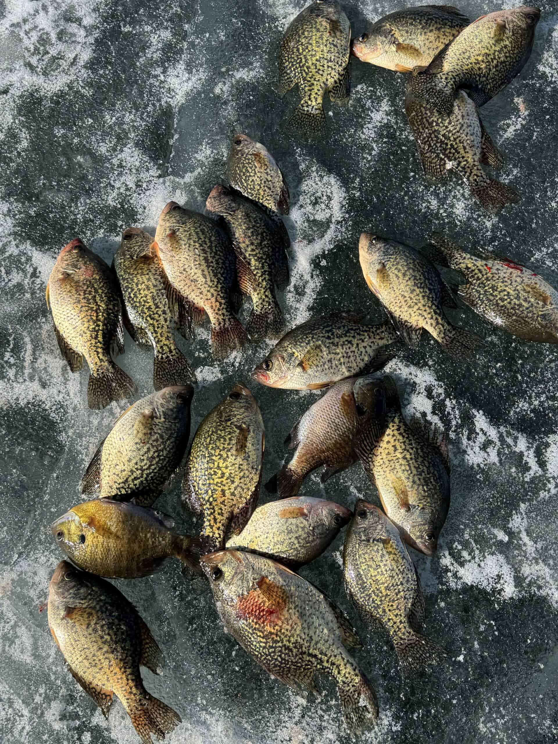Fish 2025 (1)