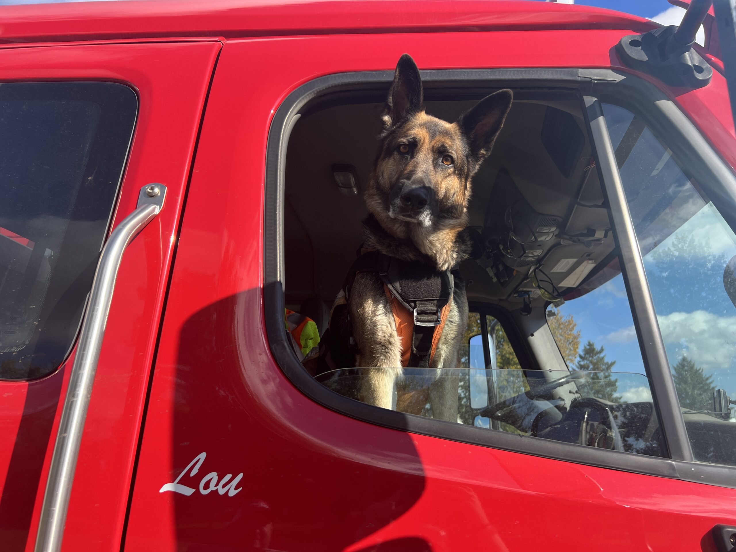 A photo of a German shepherd dog named Lou in the truck of one of the engineers at Hoffman Construction Company